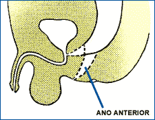 Corte sagital de anatomía masculina